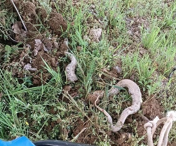 Angsteinflößende Momente auf dem Feld mit einer riesigen Schlange in Elazığ