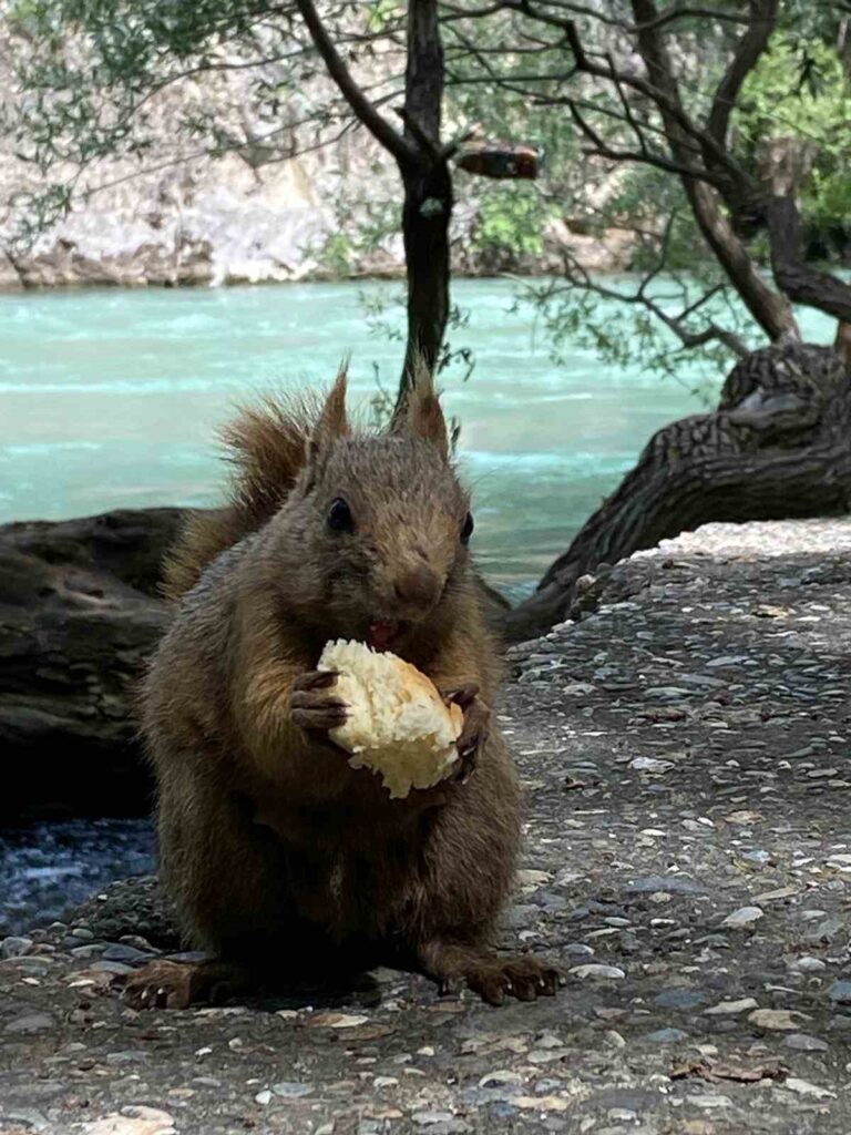 Die vergnüglichen Momente eines Bürgers in Tunceli, der Eichhörnchen mit seinen Händen füttert.