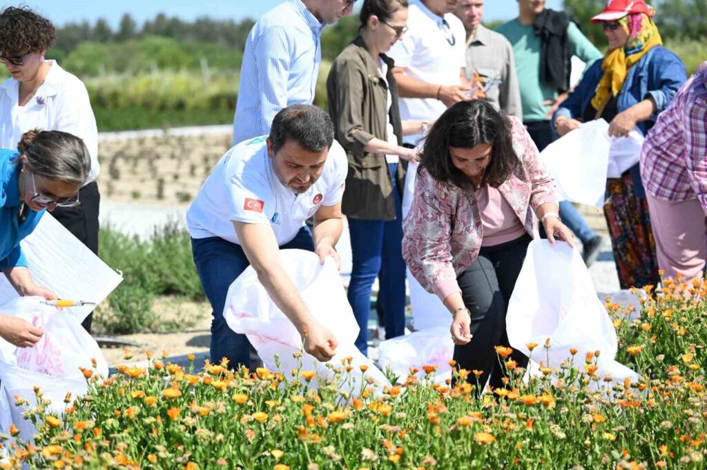 Im historischen Gebiet wurde das Projekt ‘Heilblumen blühen in den Veteranendörfern’ umgesetzt
