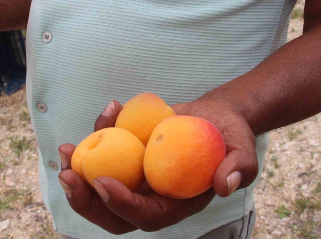 Bürgermeister Hal Zeki Cüce: ‘Kontrollen haben die Schattenwirtschaft verhindert’