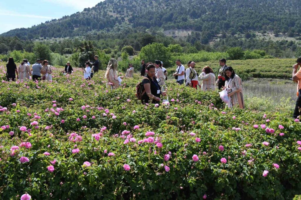 Das internationale Rosengartenfest in Isparta wurde mit der Rosenblüte bunter