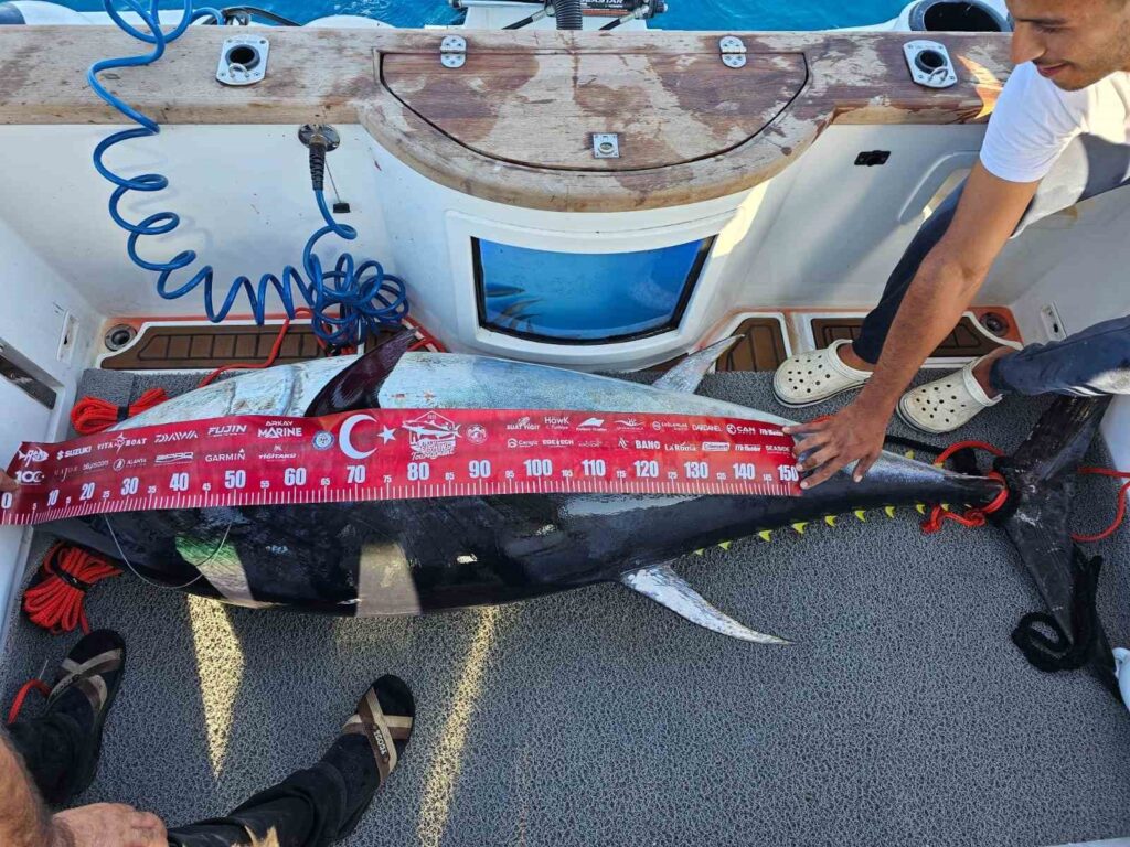 Ein riesiger Thunfisch von 154 Kilogramm wurde von 4 Personen nach einem einstündigen Kampf gefangen.