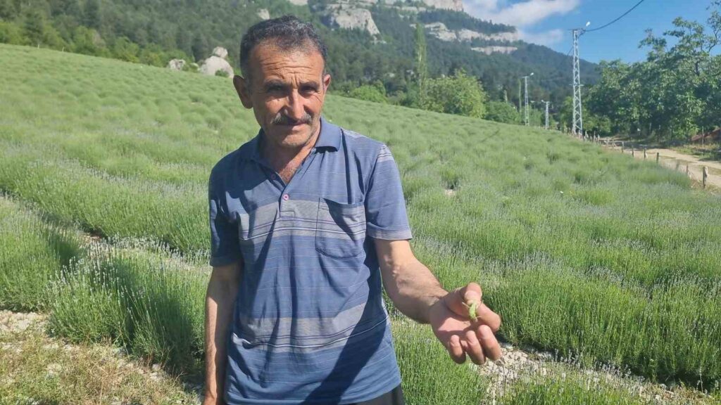 Lavendelproduzenten haben mit Heuschrecken zu kämpfen