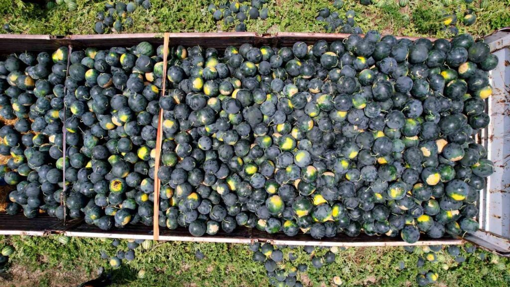 Die kernlose Wassermelone aus Adana schmückt die Tische in Europa.