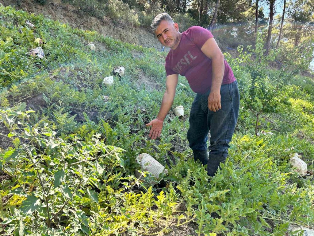 Die Lösung gegen die brennende Hitze fand er darin, die Wassermelonen auf dem Feld einzeln in Zeitungspapier zu wickeln.