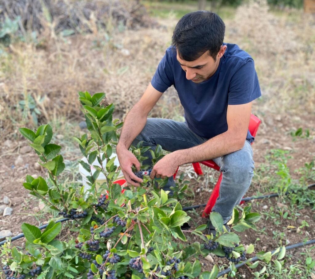 Die ersten Aronia-Plantagen von Erzincan haben Früchte getragen.