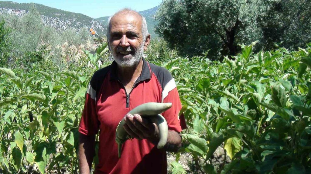 Ein Landwirt aus Antalya hat mit Erb-Samen Auberginen mit einer Höhe von 52 Zentimetern angebaut.