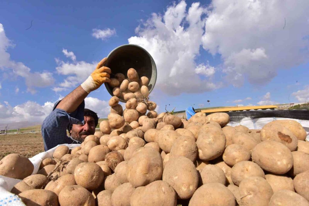 In Ahlat, den Kartoffelspeichern der Türkei, hat die Ernte begonnen.