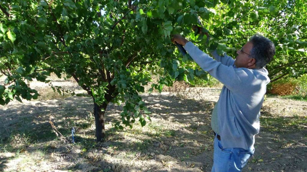 Wichtige Warnung für die Produzenten in Malatya, wo sich 9 Millionen Aprikosenbäume befinden.