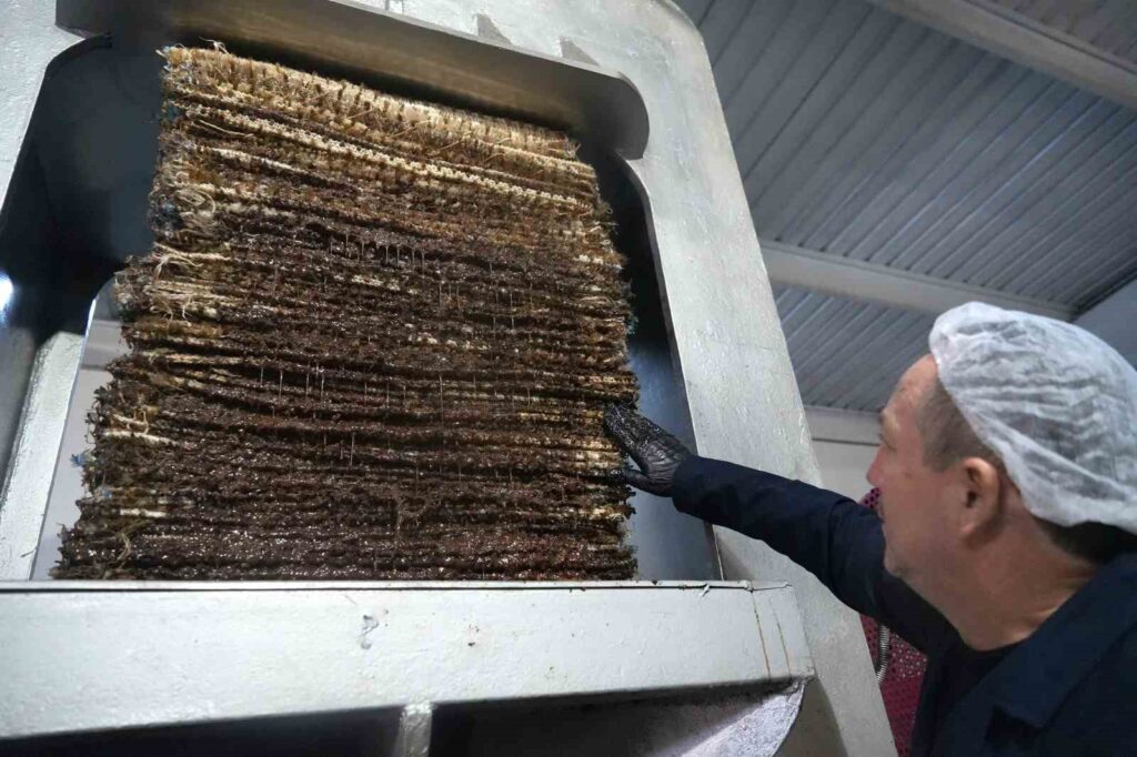 Mit 100 Jahre alten Systemen wird Olivenöl durch Steinpressung hergestellt.