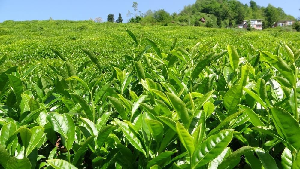 Campaña de té en hojas de ÇAYKUR para el año 2024
