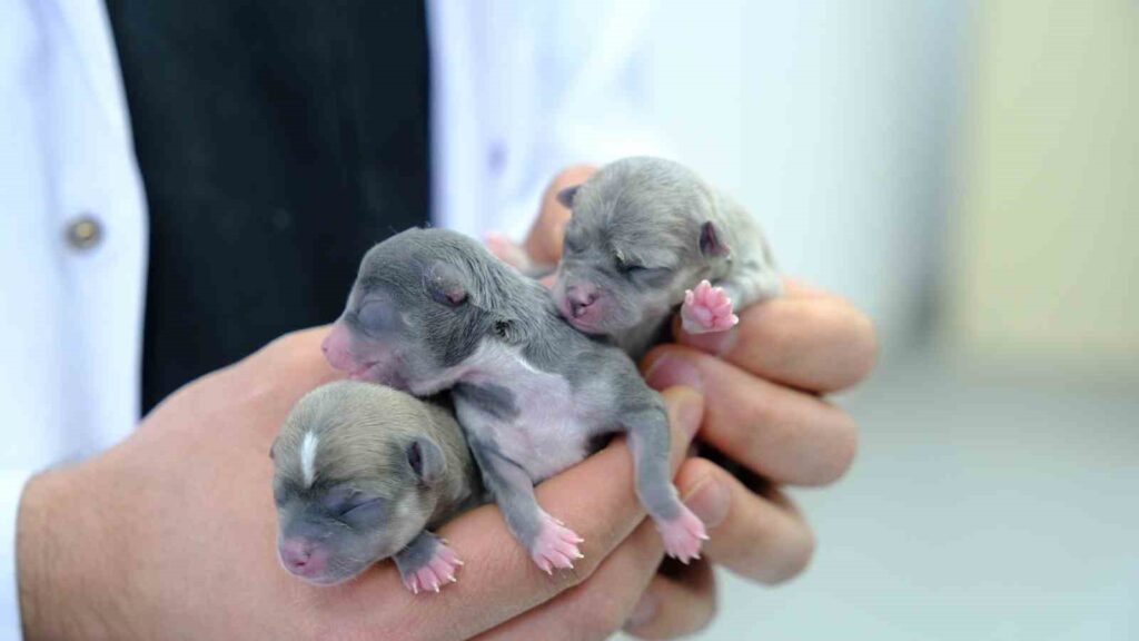 El Hospital de Animales de la Universidad de Cumhuriyet en Sivas está experimentando un aumento en el número de pacientes