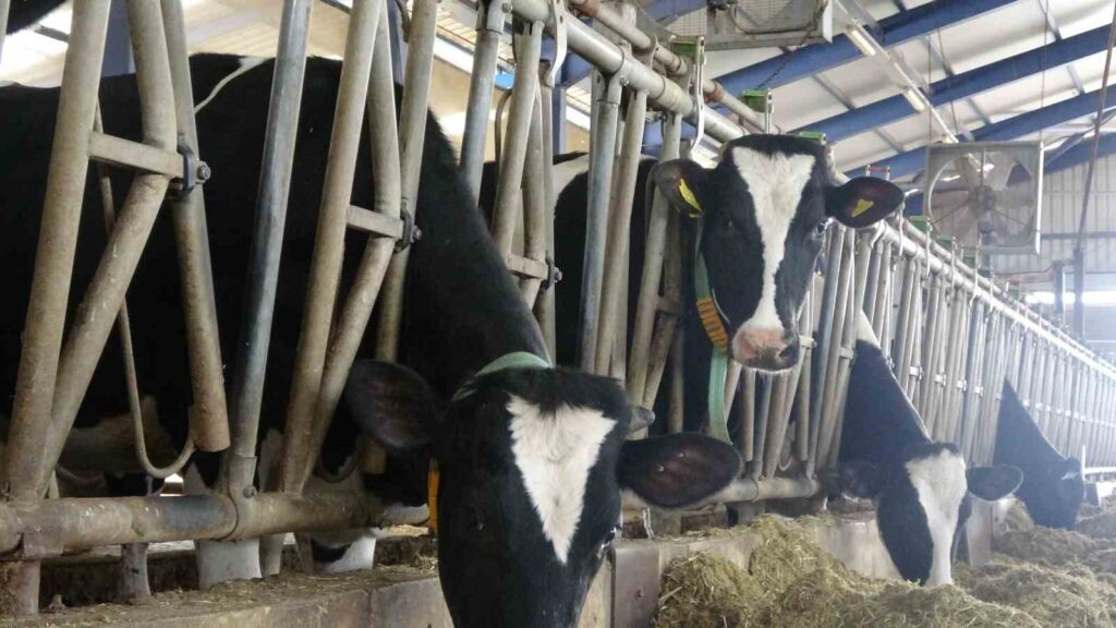 El Impacto de la Música Turca en la Producción de Leche de las Vacas