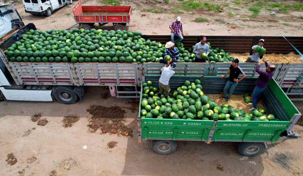 En Adana, ha comenzado la cosecha de sandías tempranas
