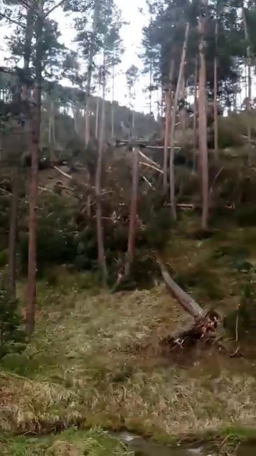 En Gemerek, en la provincia de Sivas, se han caído árboles debido a un tornado.