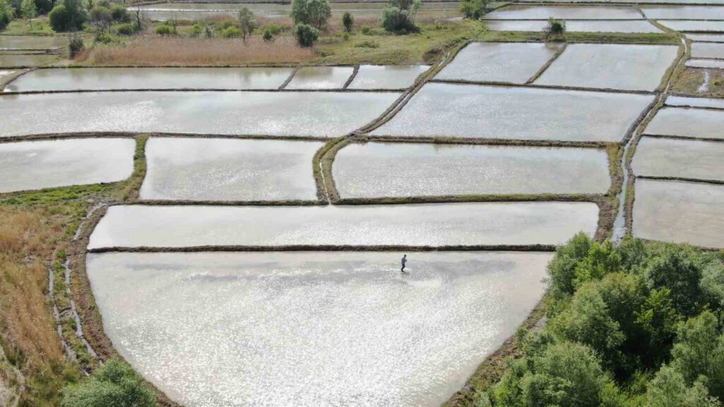 Ha comenzado la siembra de arroz en los campos alimentados con el agua derretida de las montañas de Ilgaz