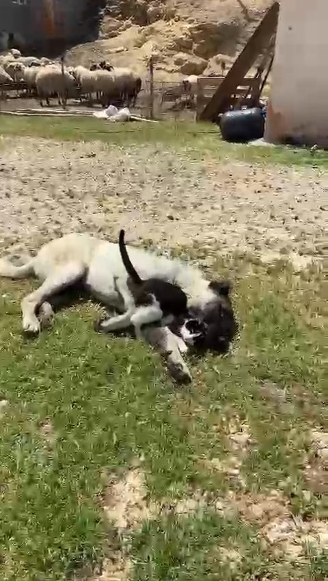 La extraordinaria amistad entre un Kangal y un gato en Elazığ