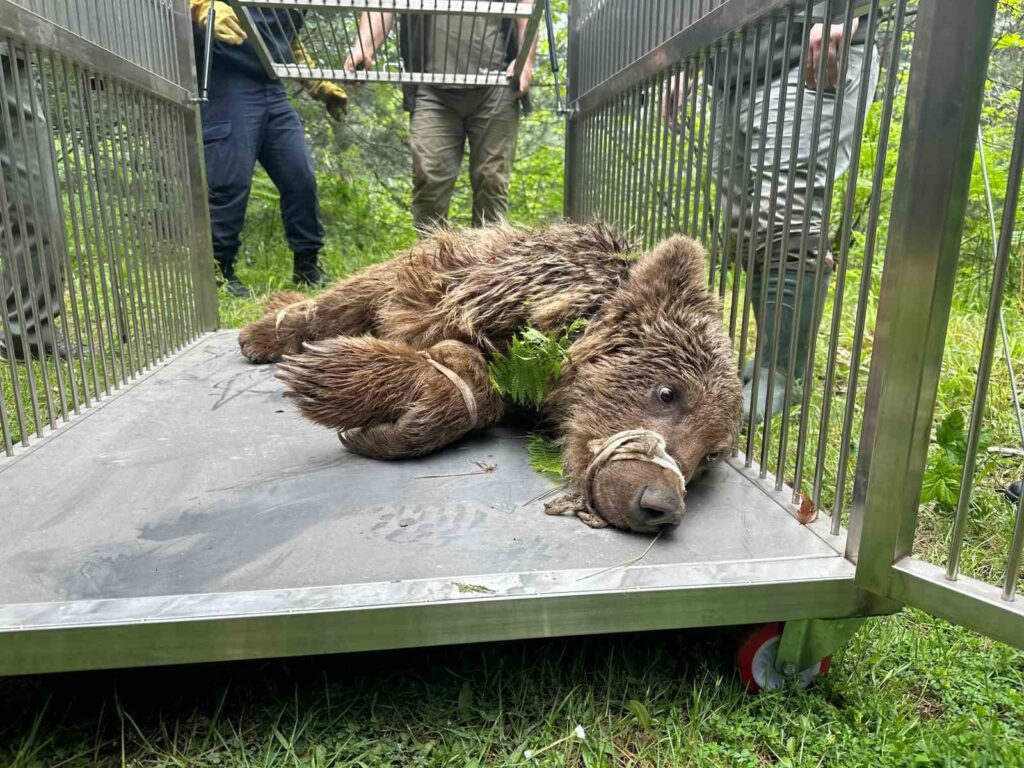 Operación de Rescate de Oso