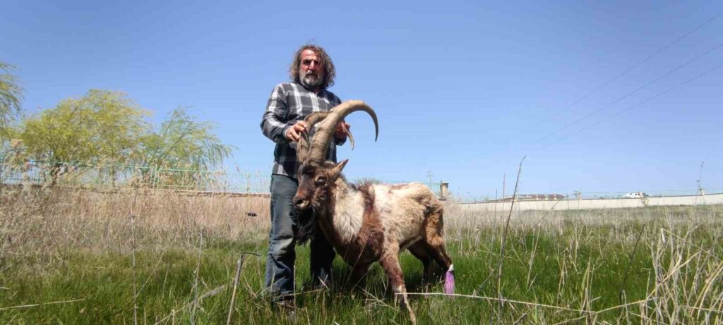Una cabra montés herida fue rescatada en Hakkari.