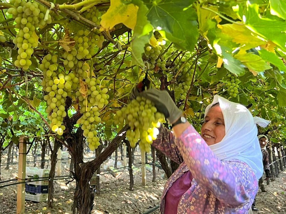La cosecha de uvas ha comenzado en Sarıgöl.