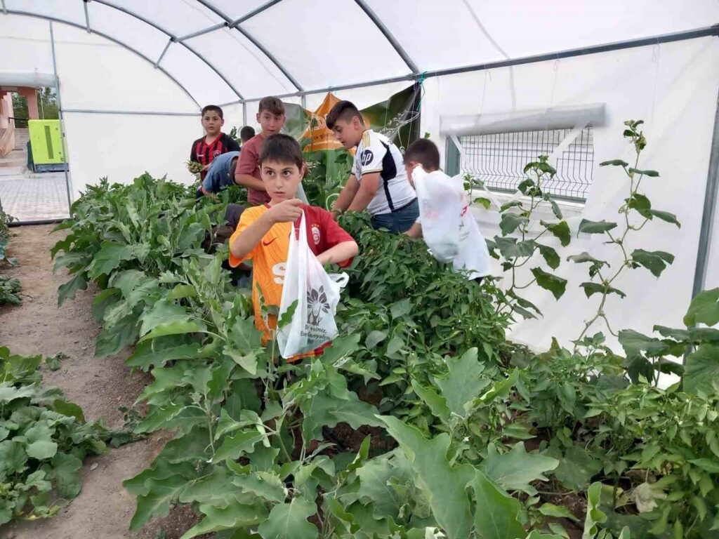 Los pequeños estudiantes de Erzincan han comenzado la cosecha de verduras.