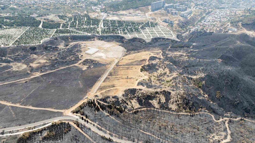 Se tratarán 15,000 árboles afectados por los incendios para mantenerlos vivos.