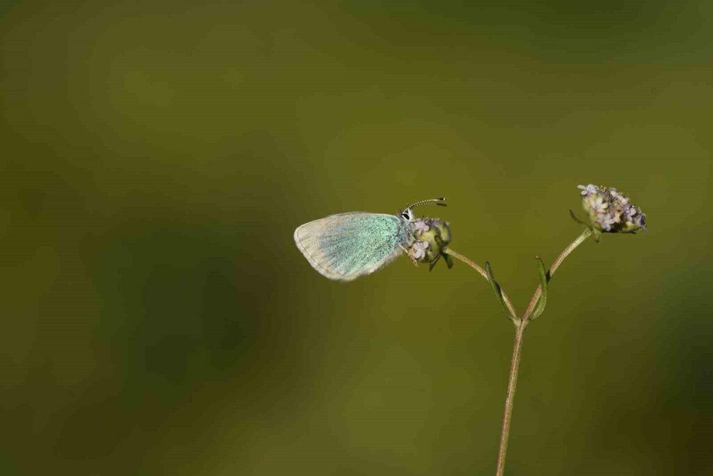 De las 430 especies de mariposas en Turquía, 230 vuelan en la cuenca del Lago Van.