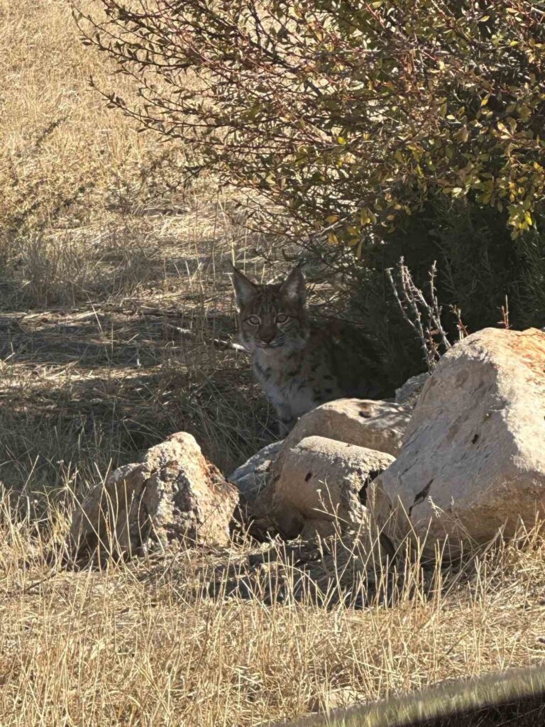 Se avistó un lince en peligro de extinción en Burdur.