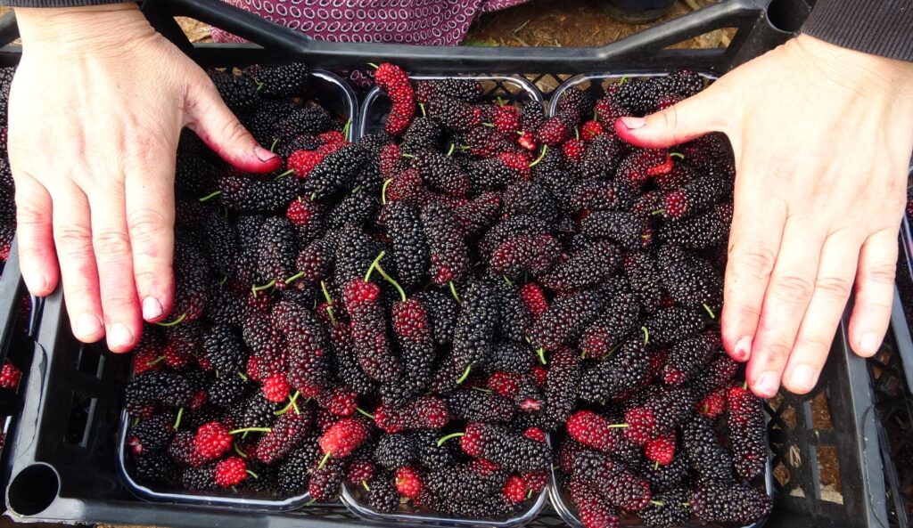 Le Fruit Qui Fait Sourire le Producteur : “Mûre”