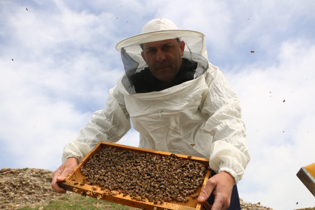 30% des Abeilles à Diyarbakır Qui ne Hibernent pas en Hiver Sont Mortes