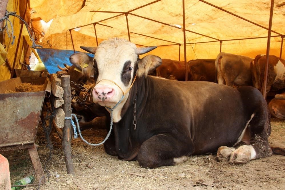 Annonce de prix de l’Aïd al-Adha de la Bourse de commerce de Sivas