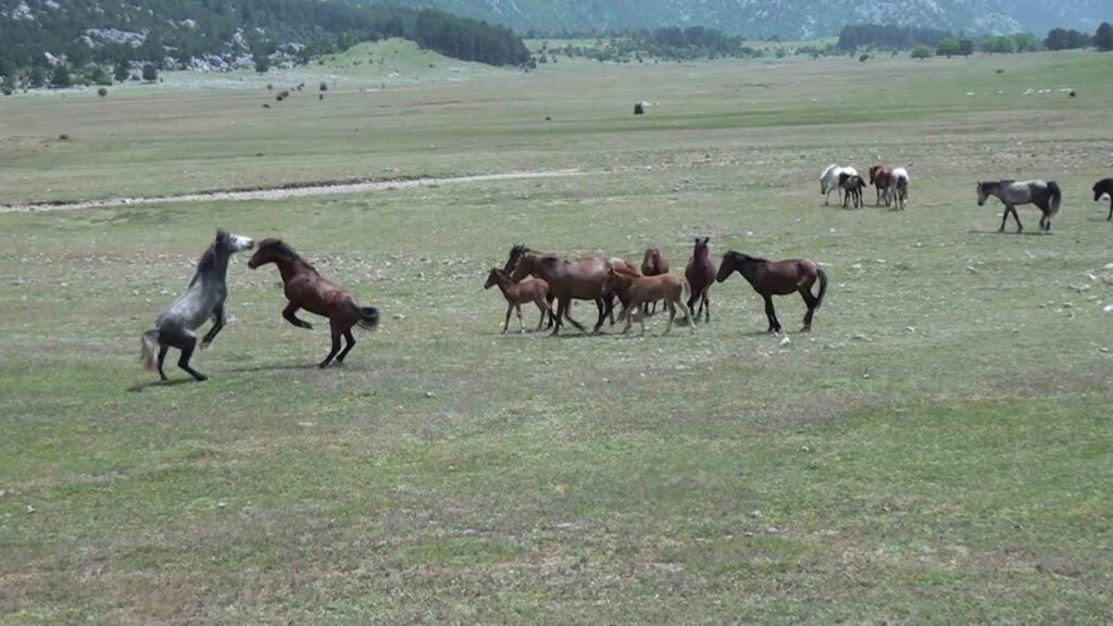 Chevaux sauvages d’Antalya