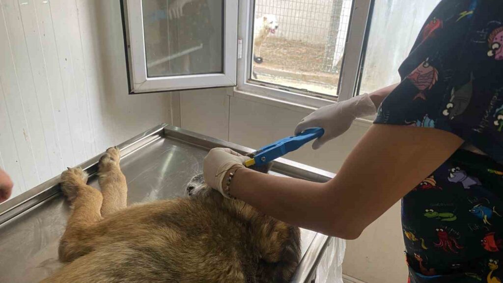 De la stérilisation, de l’identification et de la micropuce pour les animaux de rue de la municipalité de Hopa