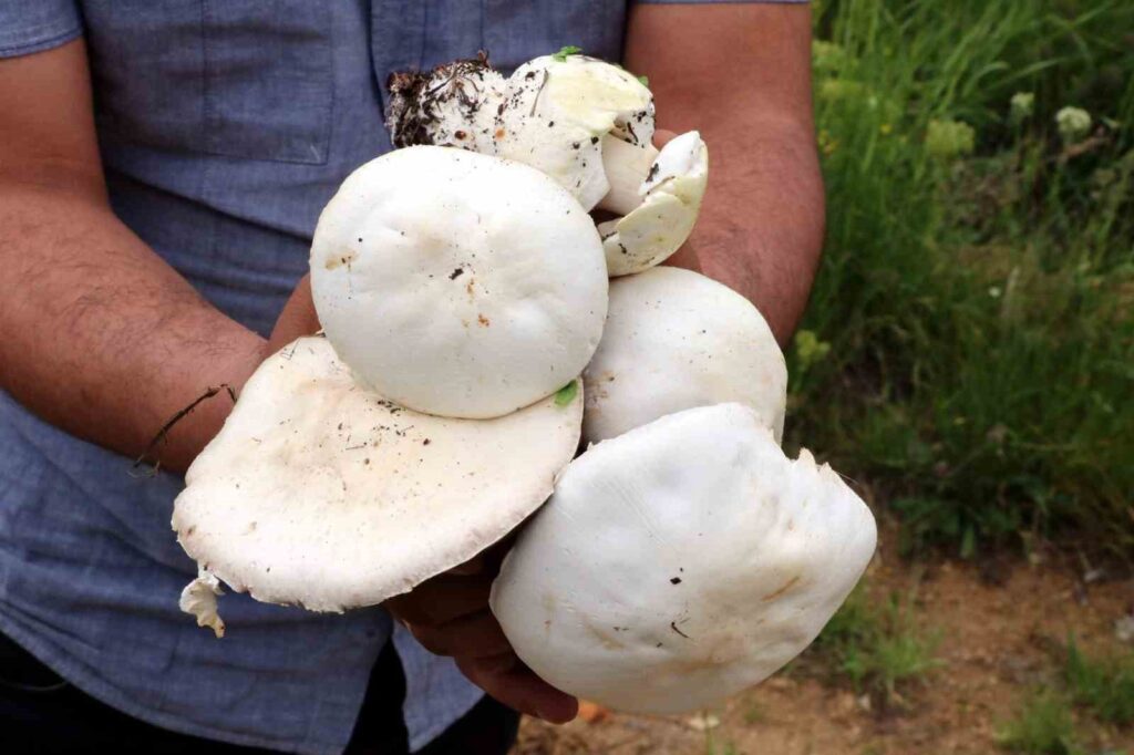 Faites attention aux champignons cueillis dans la nature