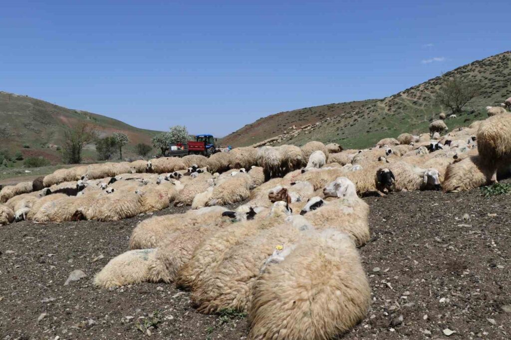 Ils franchissent les montagnes pour la santé des animaux.