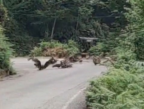 La meute de loups nés à Rize a mangé des chiots