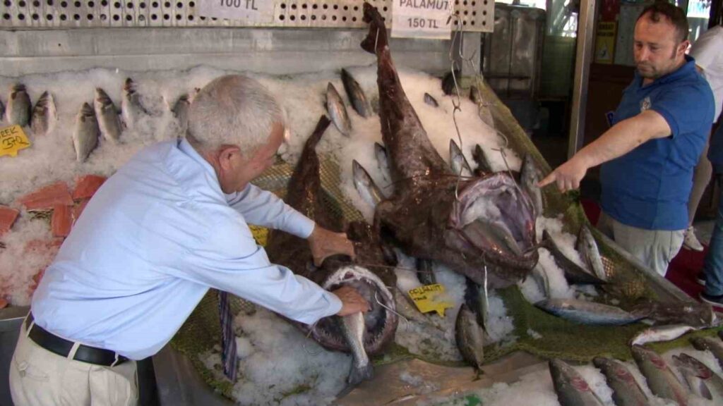 Au large de Silivri, 2 énormes poissons-lanternes ont été capturés