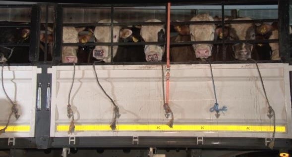 Les entrées d’animaux destinés au sacrifice ont commencé à Istanbul.