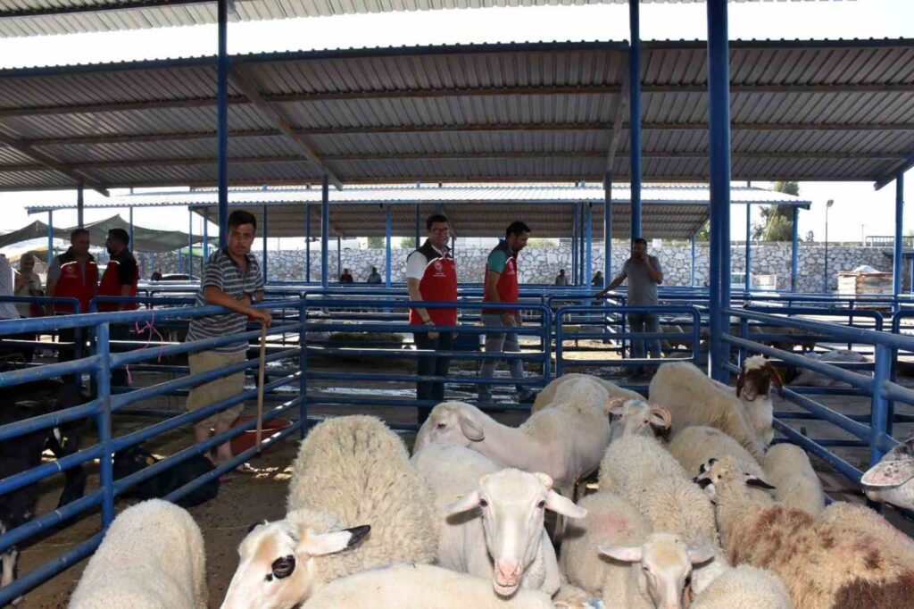 Les équipes de la Direction provinciale de l’agriculture seront sur le terrain pendant la fête du sacrifice