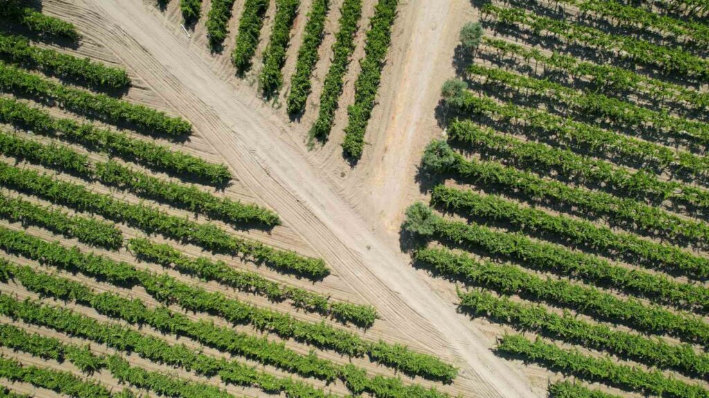 Les températures excessives ont brûlé les vignobles