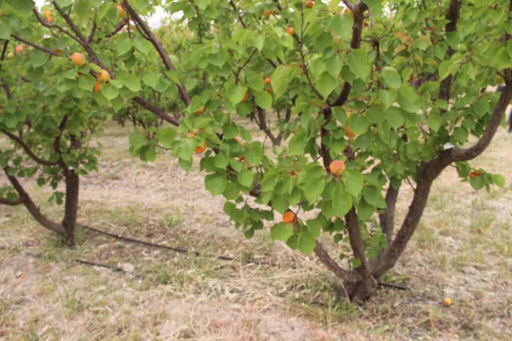 Président Cüce : “Le marché de gros de fruits et légumes de Mersin Mut ne répond pas aux besoins”