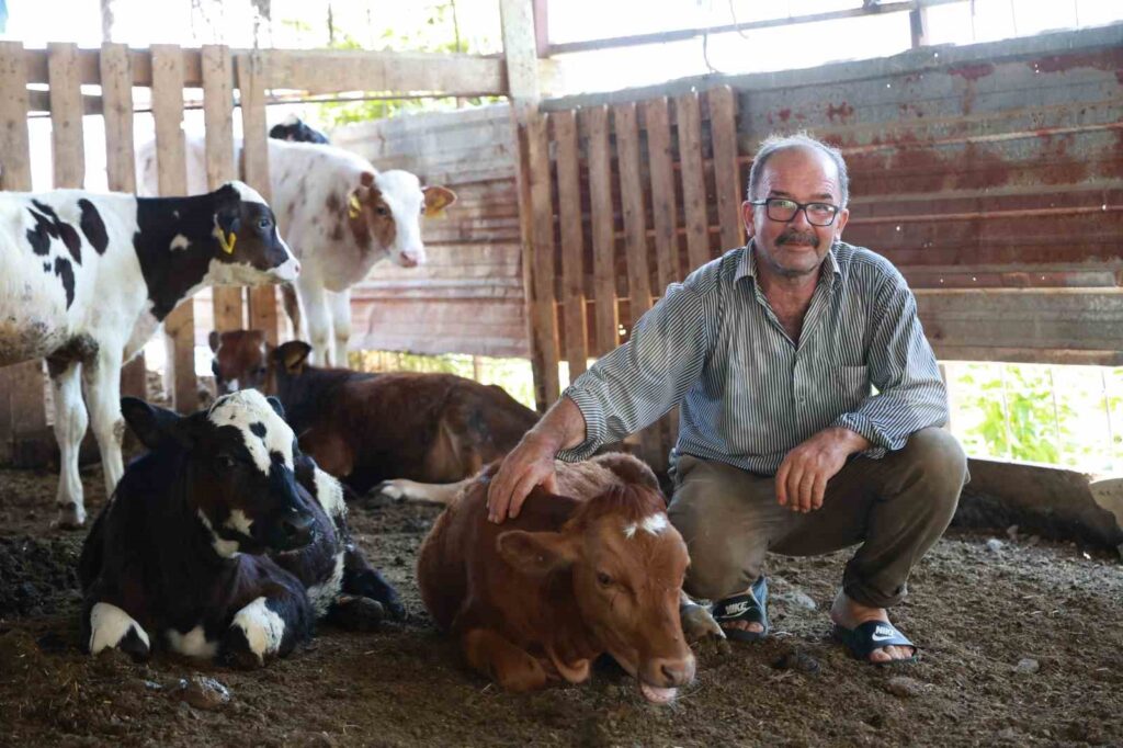La vache que l’oncle Mustafa a achetée pour 85 000 TL a disparu mystérieusement.