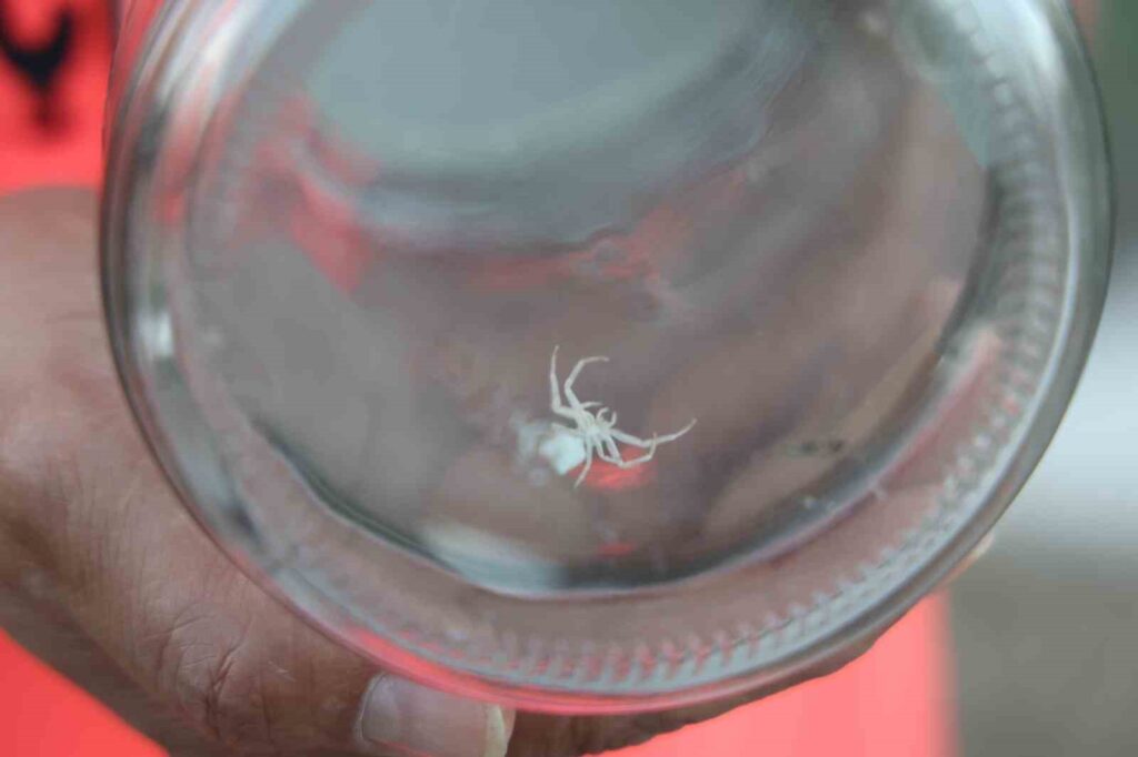 L’araignée au visage humain qui suscite la curiosité chez les gens est élevée dans un bocal.