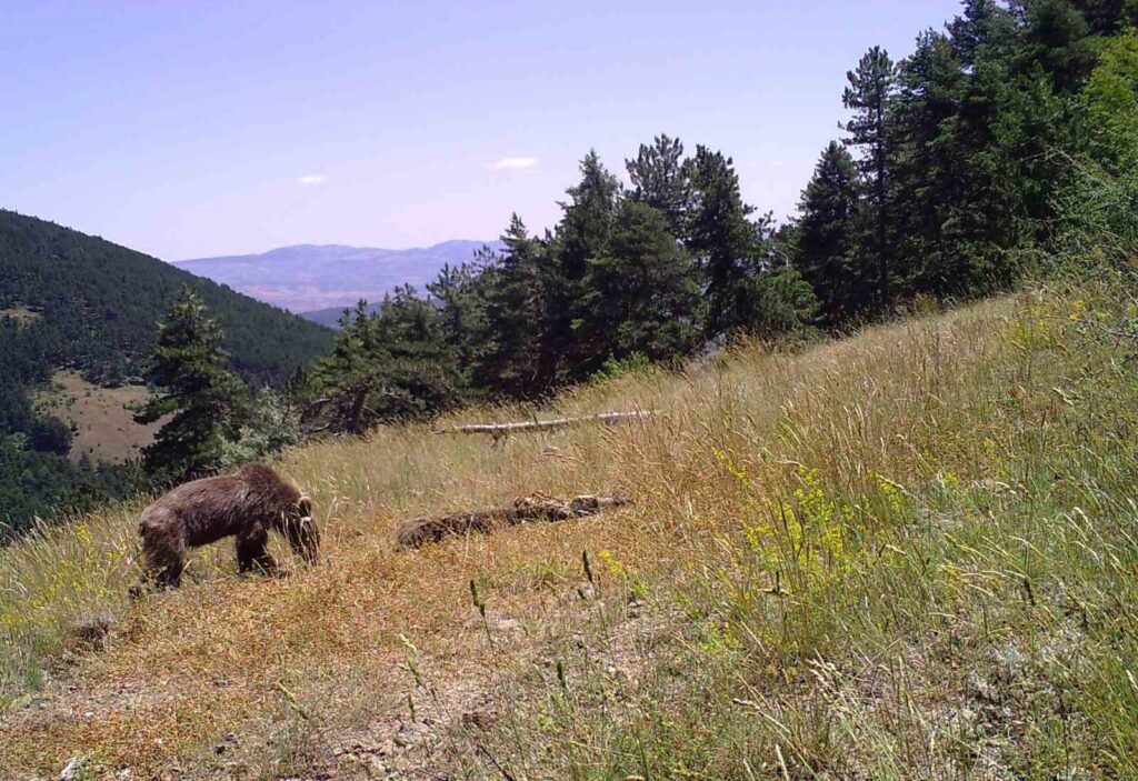 L’interdiction d’accès aux forêts a augmenté la population de la faune sauvage.