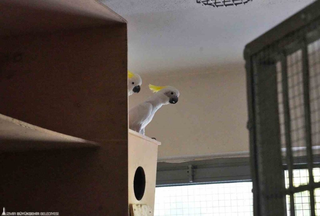 Un bébé perroquet kakatoës est né pour la première fois après 15 ans pour sa famille.
