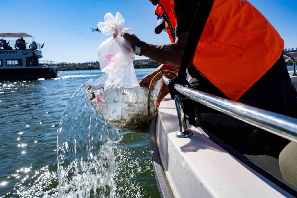 150 000 alevins ont été lâchés dans le lac Mogan.