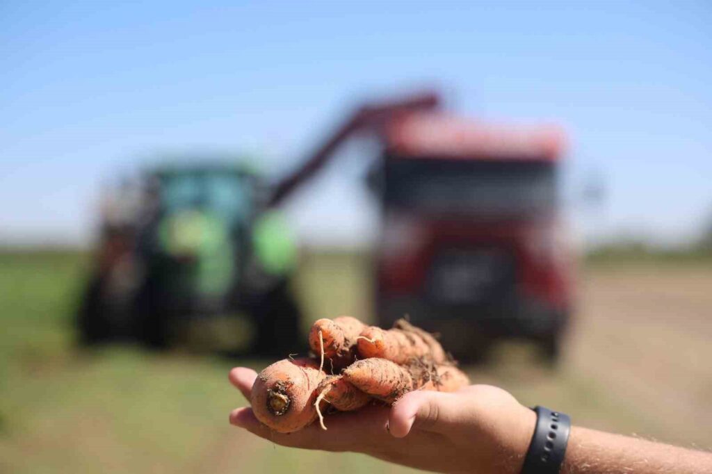 Augmentation de 500 % de la production de carottes qui tirent leur saveur de la terre et leur qualité de la technologie.