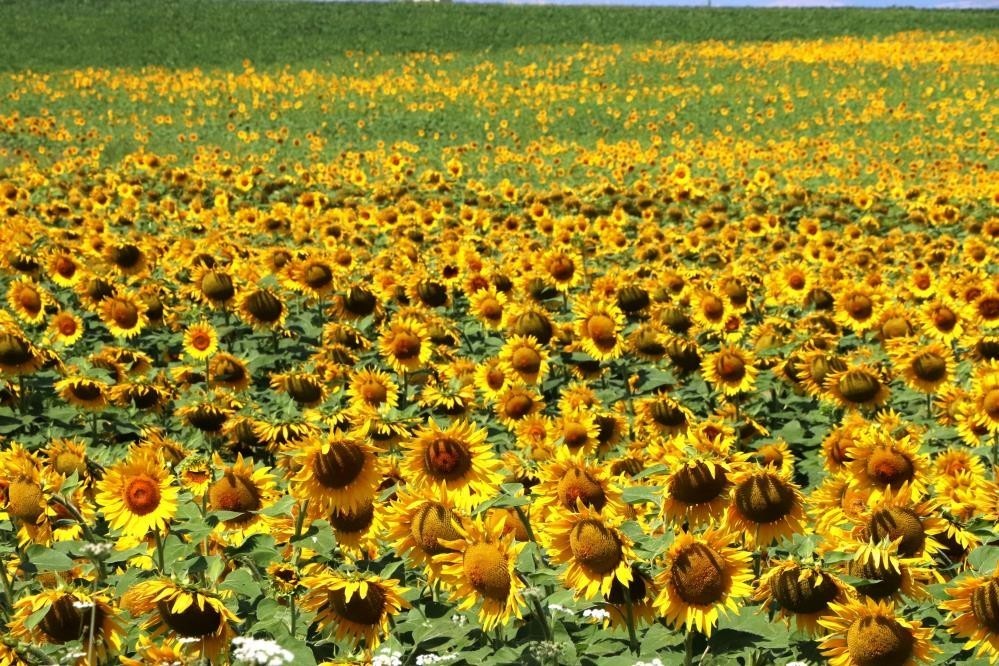 KARADENİZBİRLİK a annoncé le prix d’achat anticipé du tournesol : 19 000 TL par tonne.
