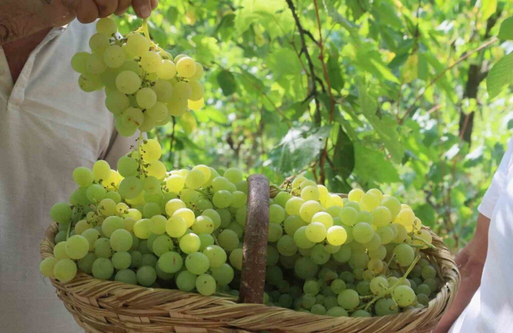 La récolte des raisins célèbres pour leur goût a commencé.