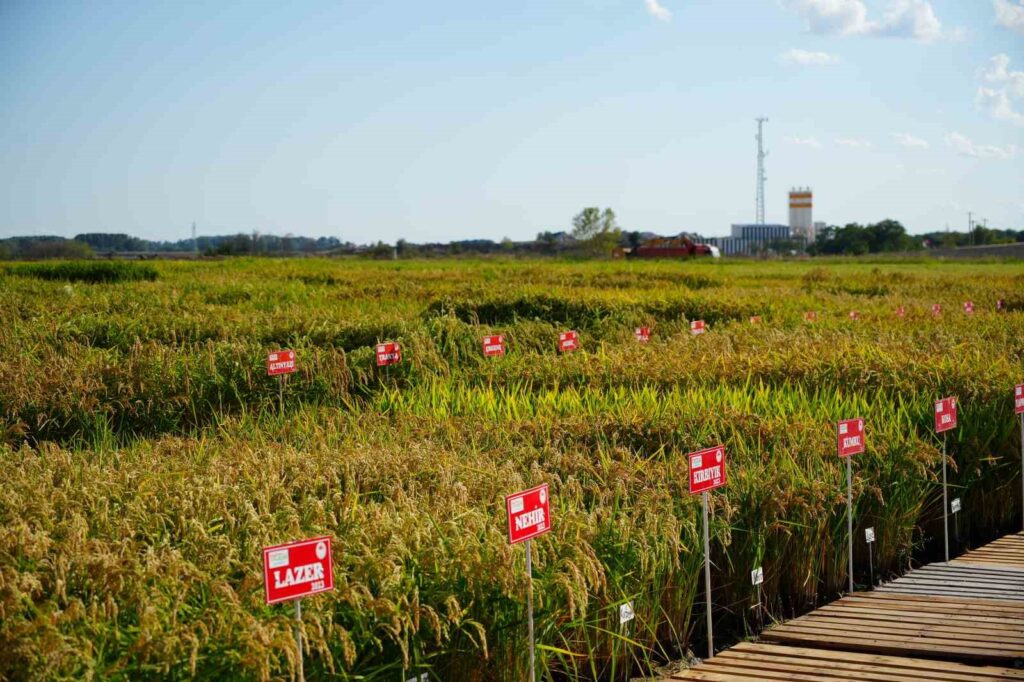 Trois nouvelles variétés de riz ont été introduites dans l’agriculture à Edirne.